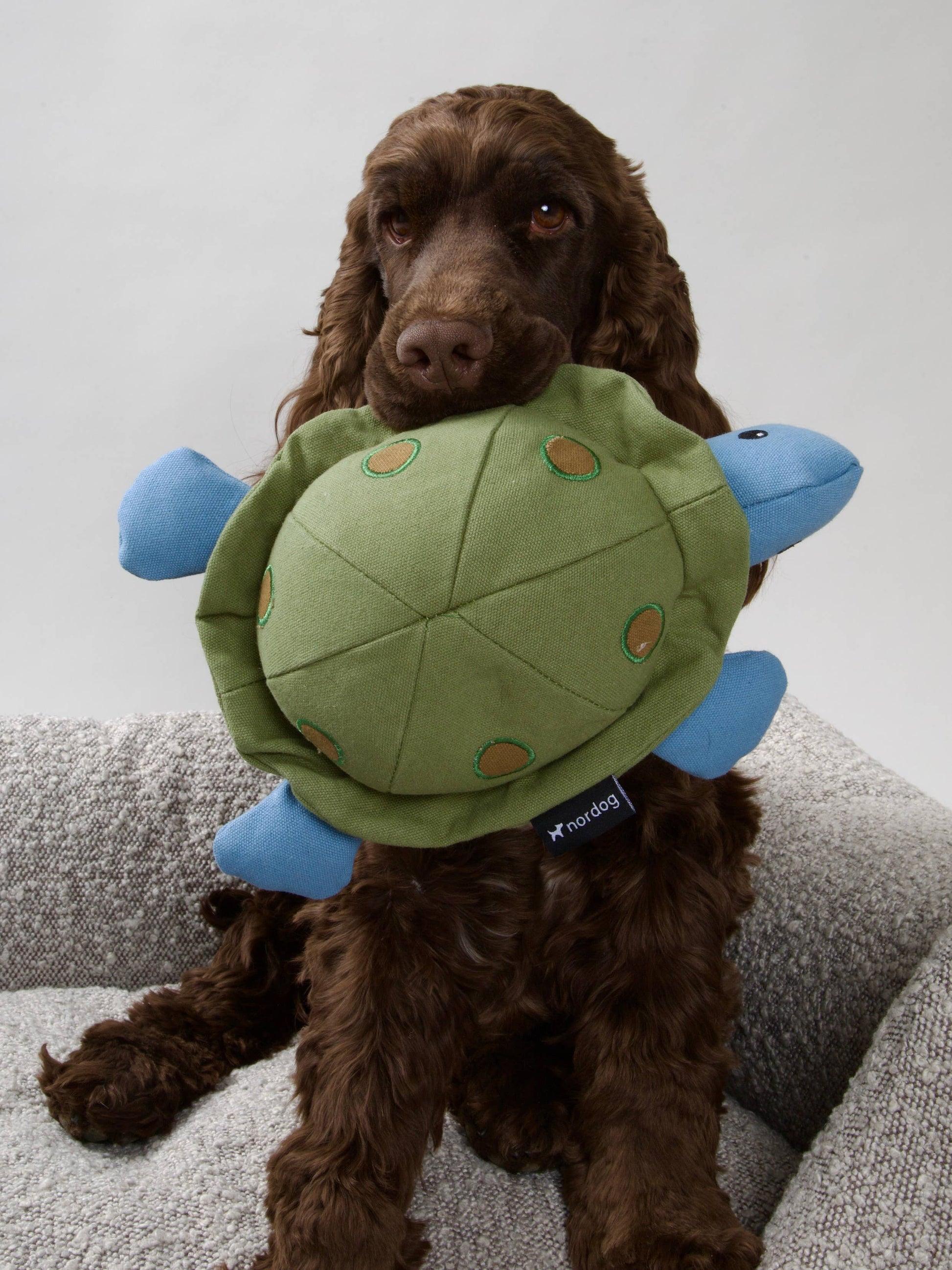 Nordog - Kim The Turtle