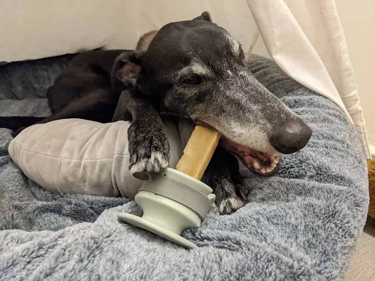Lunoji - CHEWDEN Grip: Dog Chew Holder | Enrichment Tool | Dog Safety