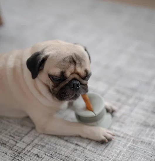 Lunoji - CHEWDEN Grip: Dog Chew Holder | Enrichment Tool | Dog Safety