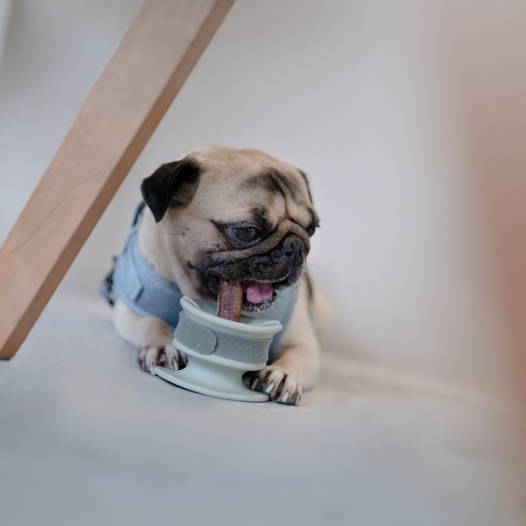 Lunoji - CHEWDEN Grip: Dog Chew Holder | Enrichment Tool | Dog Safety