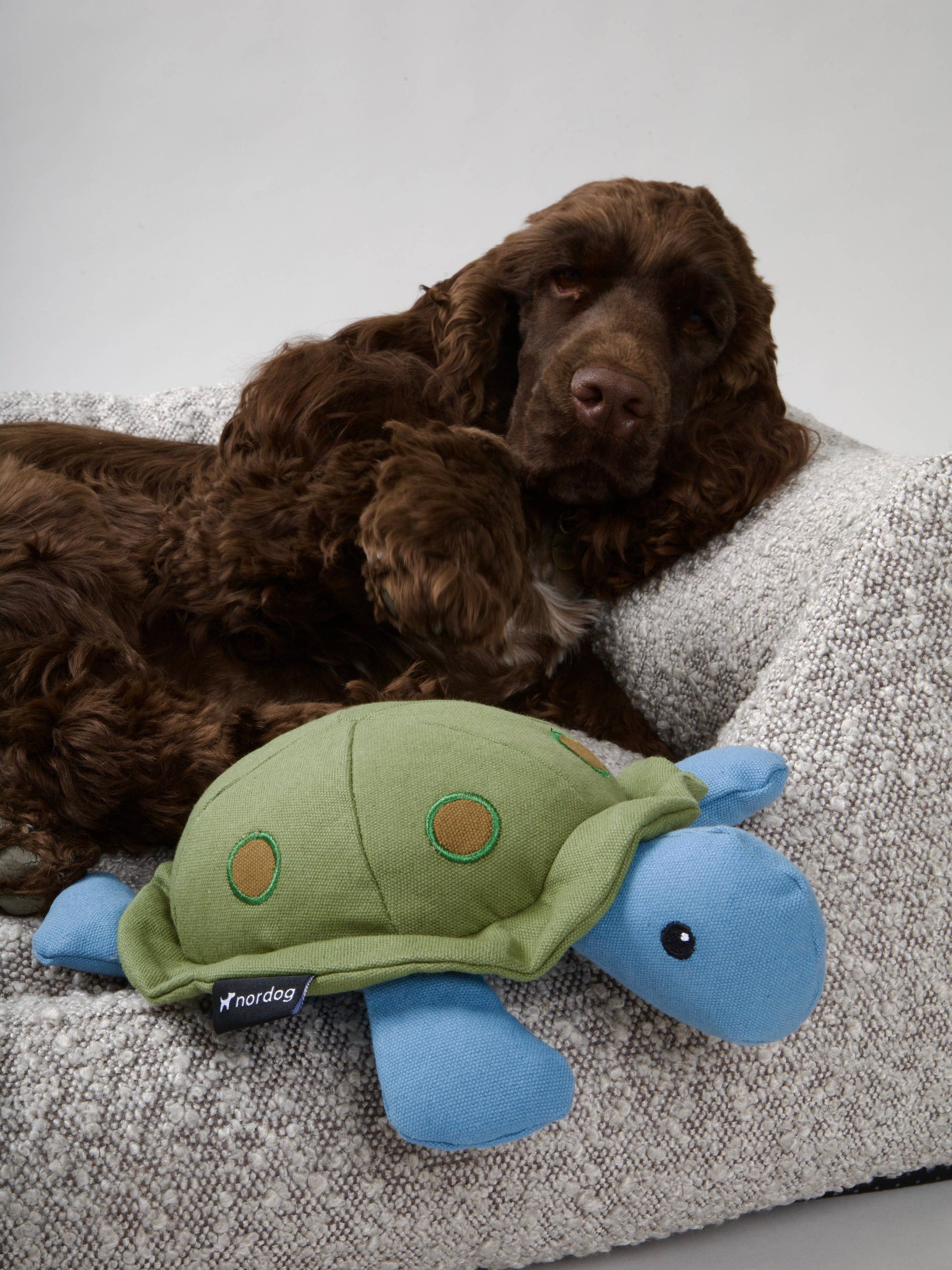 Nordog - Kim The Turtle