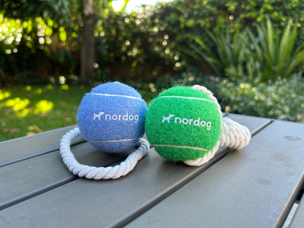 Bright Paws Starter Box